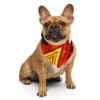 French bulldog wearing a bandana.