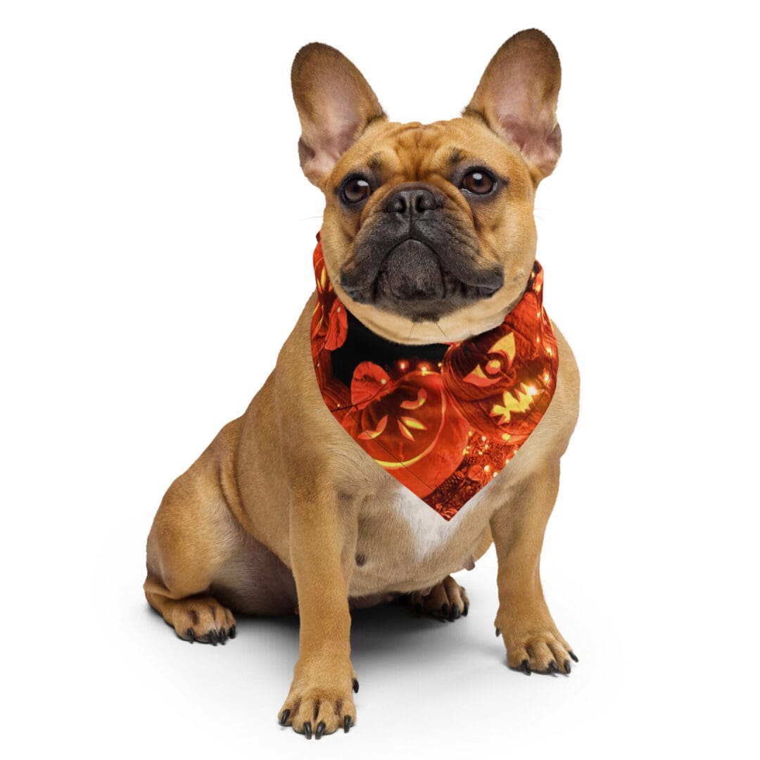 French Bulldog with Halloween-themed bandana.