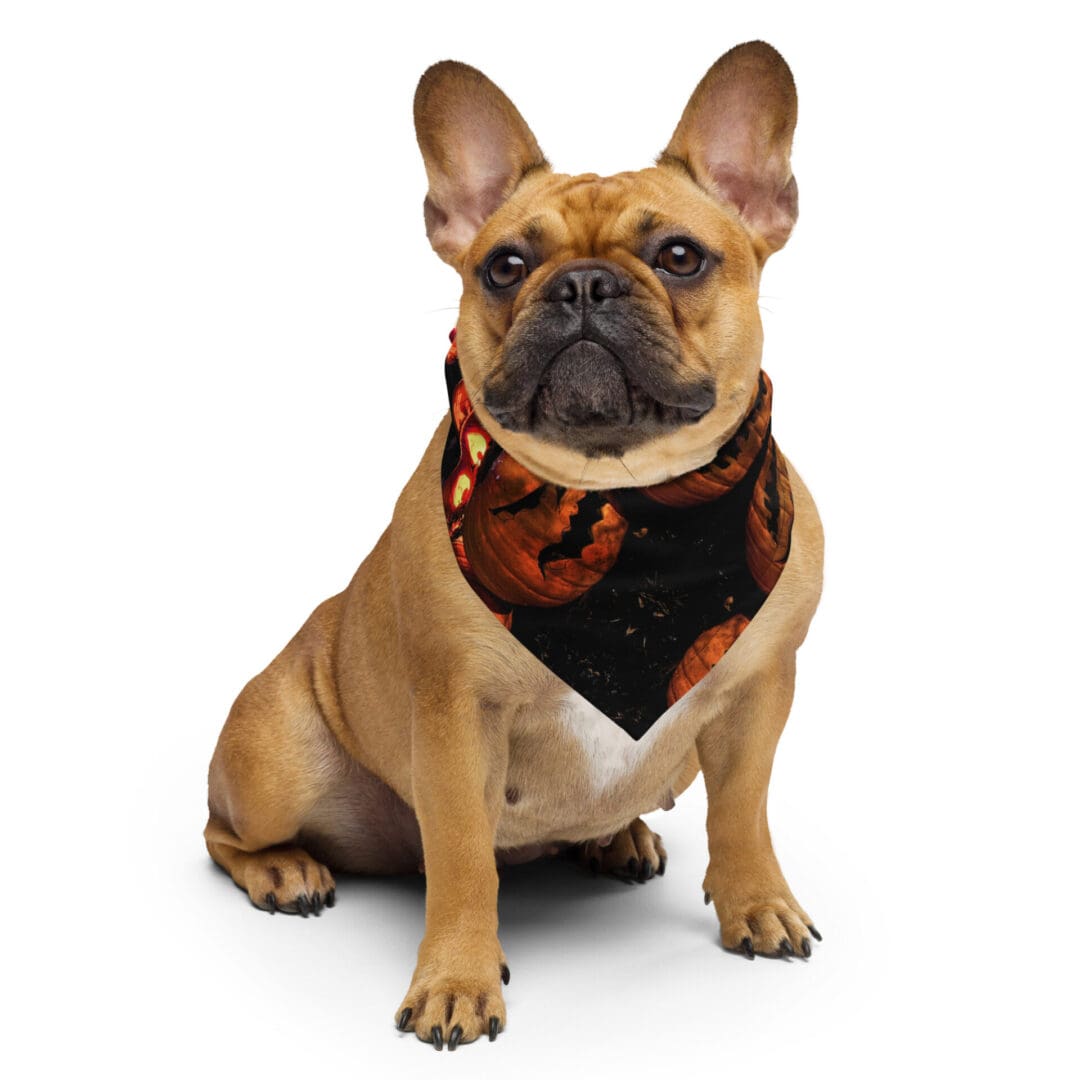 Bulldog wearing a Halloween-themed bandana.