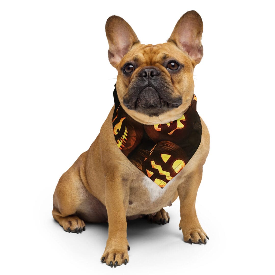 French bulldog wearing Halloween-themed bandana.
