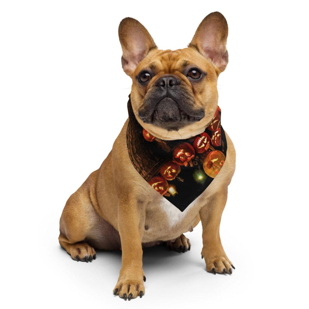 Bulldog wearing Halloween-themed bandana.