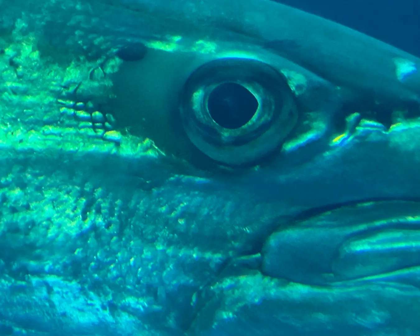 A close up of the eye of a fish